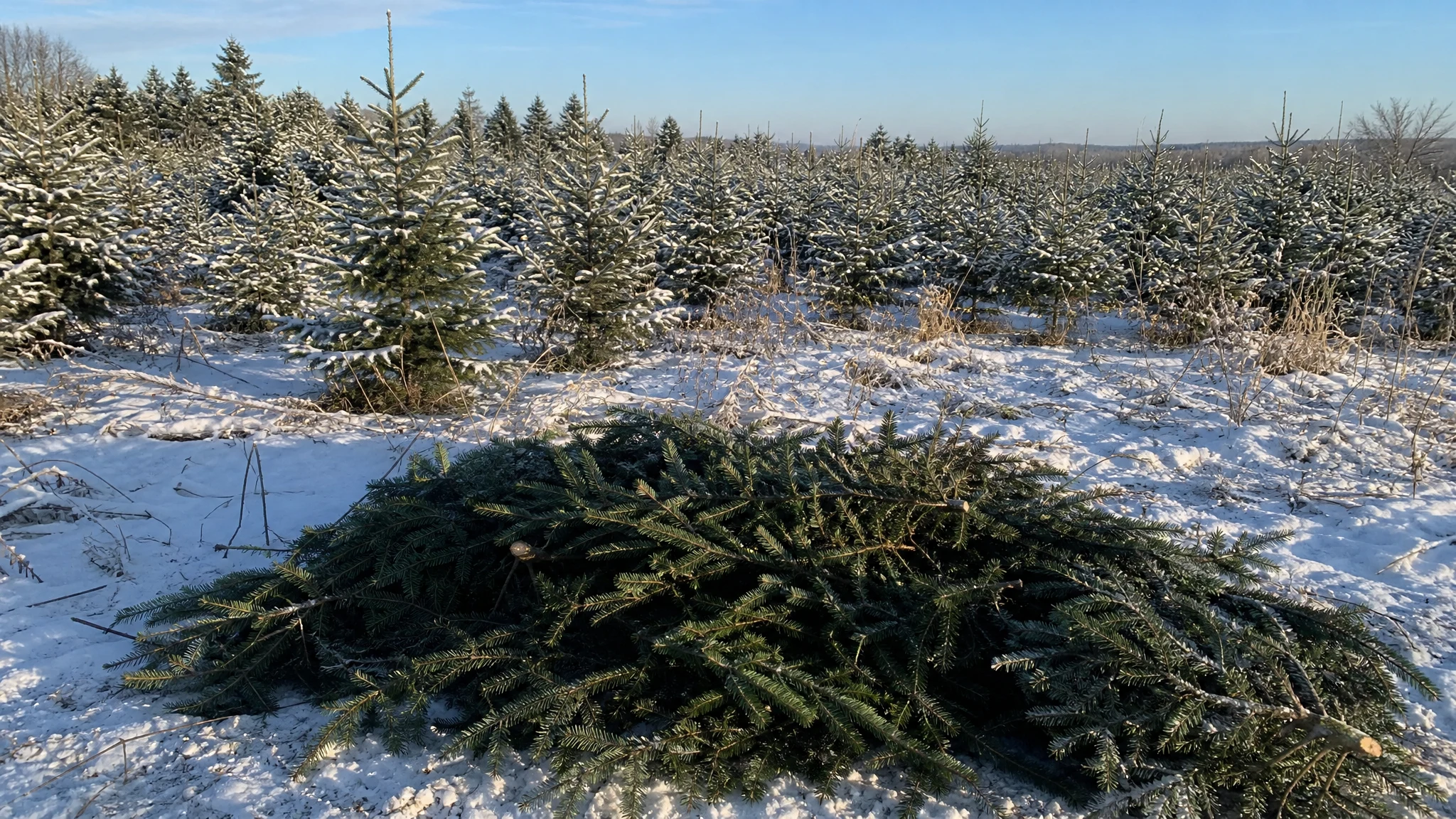 Is Fir Essential Oil Sustainable? What a Label Cannot Tell You